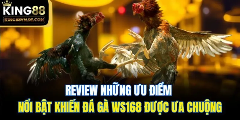 Review những ưu điểm nổi bật khiến đá gà WS168 được ưa chuộng