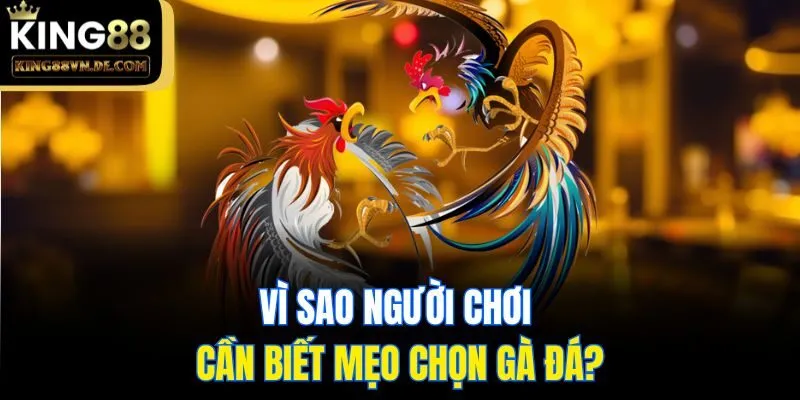 Vì sao người chơi cần biết mẹo chọn gà đá?